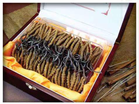 榆树冬虫夏草回收